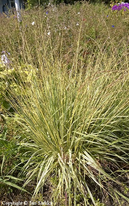 Molinia caerulea 'Variegata'